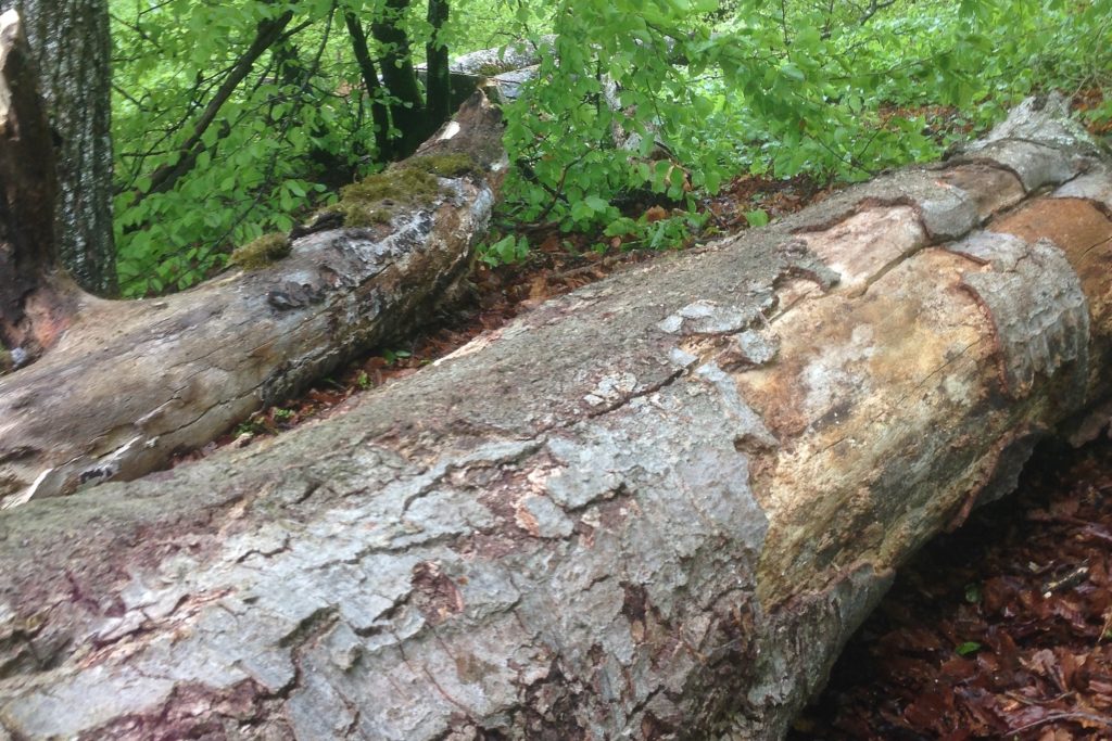 Die umgelegten Bäume als Totholz im Naturschutzgebiet.