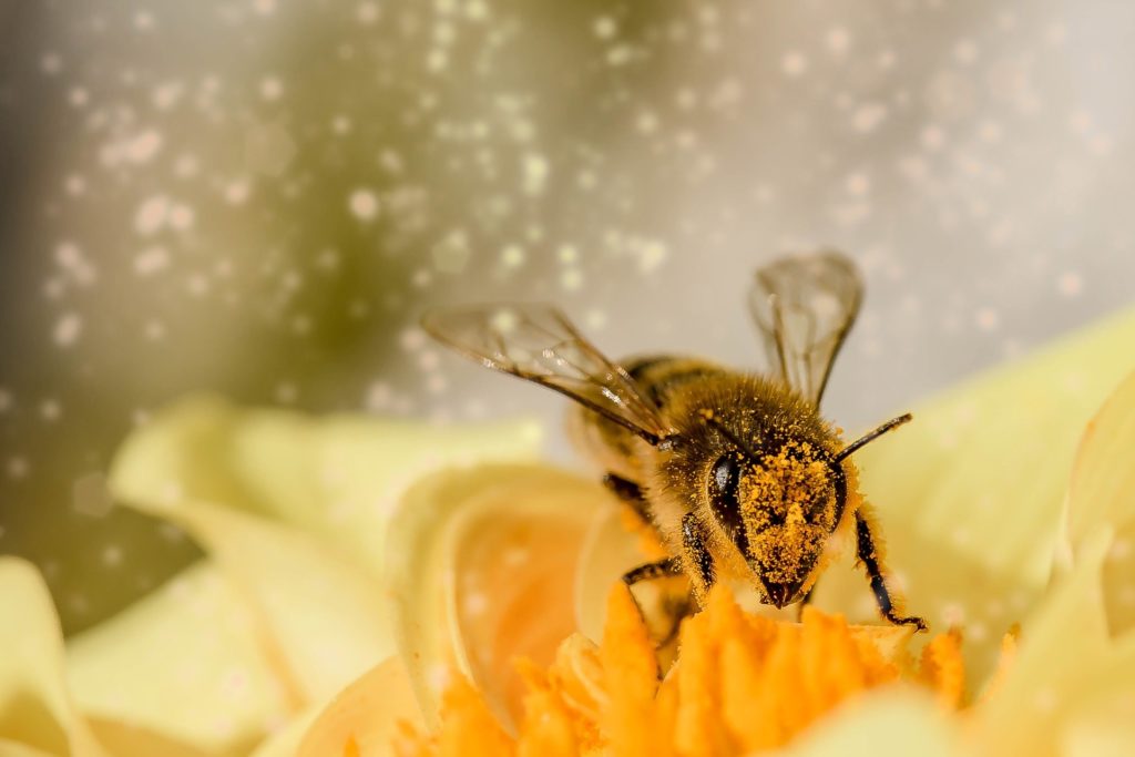 Besorgt zeigen sich viele Bürger um das Wohlergehen der Insekten. Es hat großen Einfluss auf das Leben des Menschen.