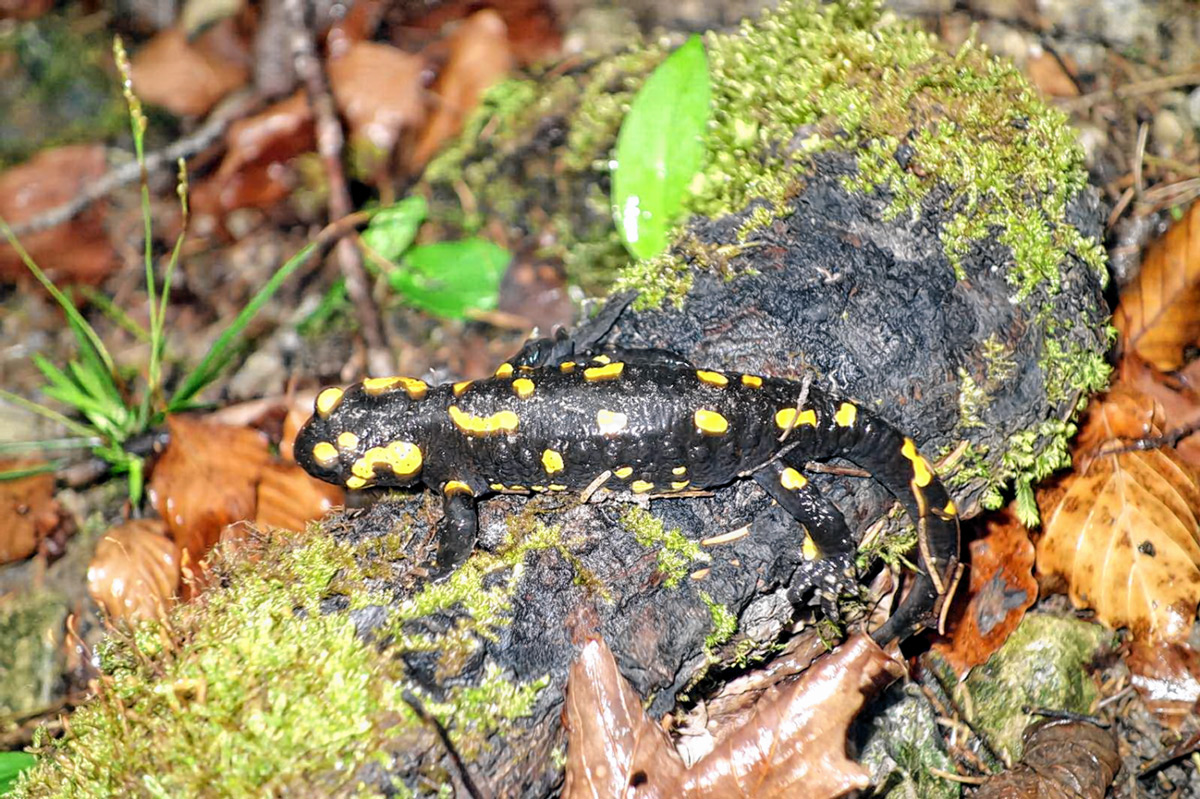 Samerberger Feuersalamander