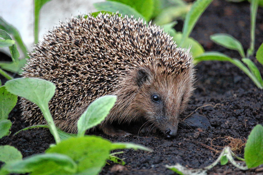 In naturnahen Gärten findet der Igel noch Zuflucht. Foto: LBV