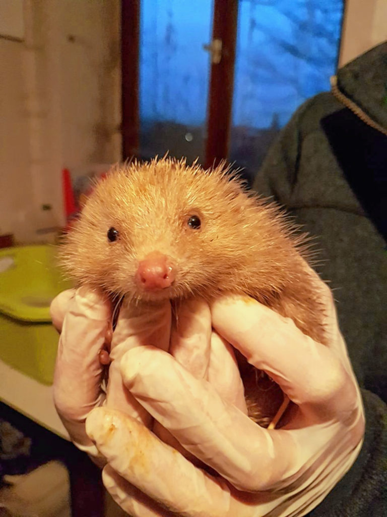 Dieser kleine Igel hat Zuflucht in der Station gefunden und wird liebevoll umsorgt.