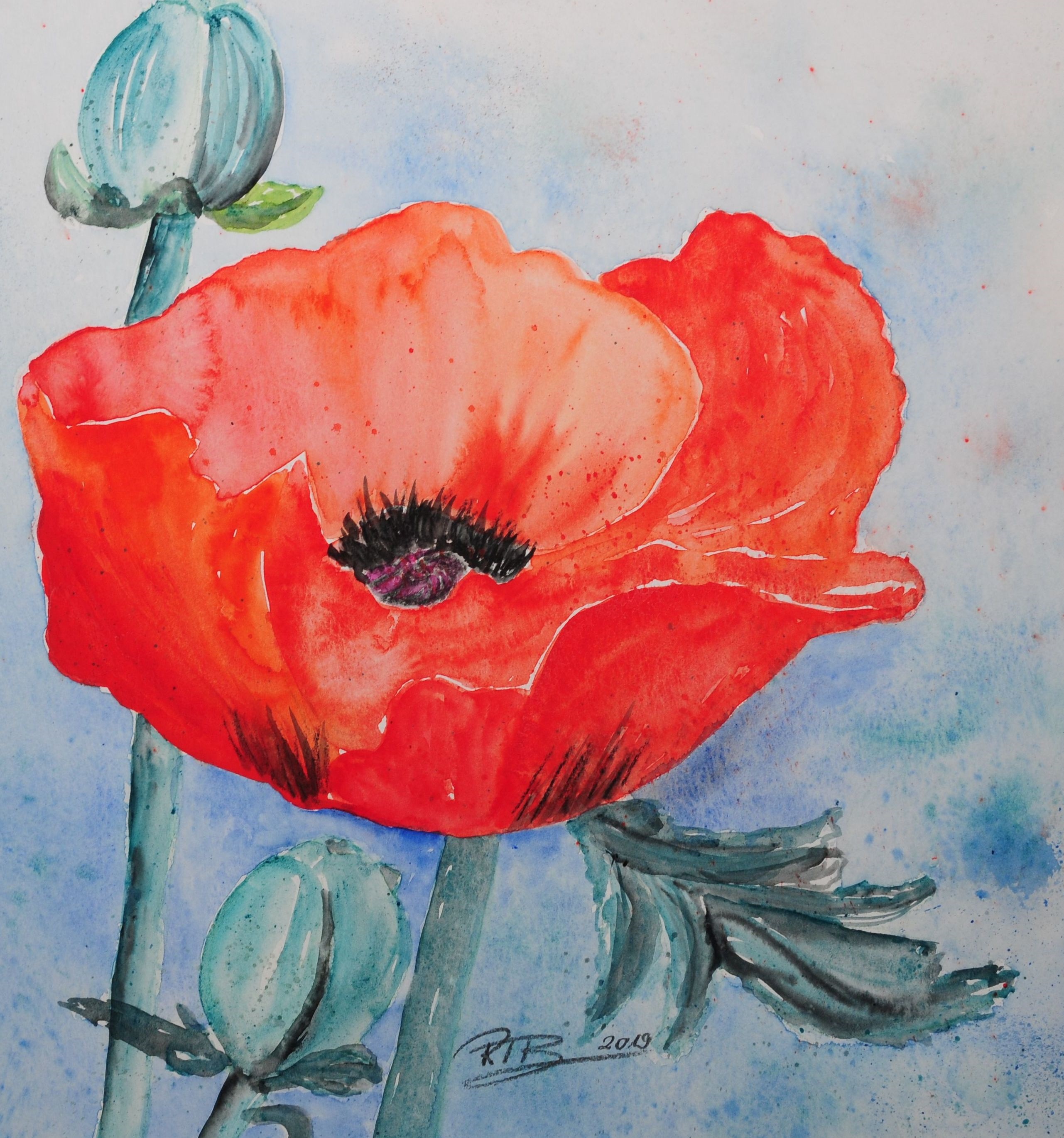 „Mohn und Fantasie“