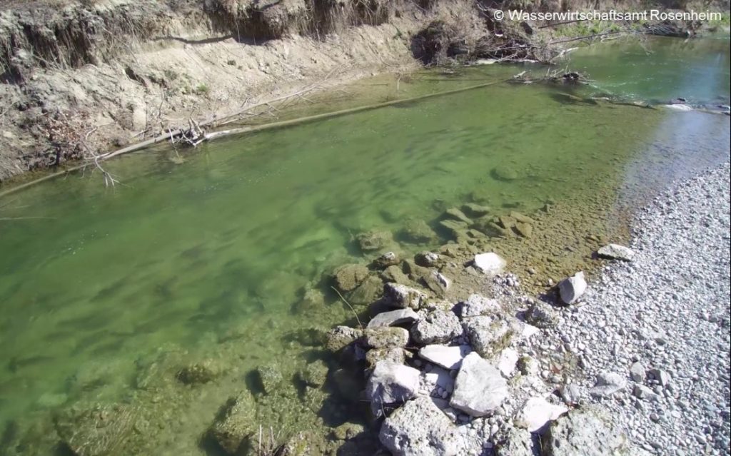 Flussaufwärts ziehende Nasen in der Mangfall im Frühjahr 2018. Foto: Wasserwirtschaftsamt Rosenheim