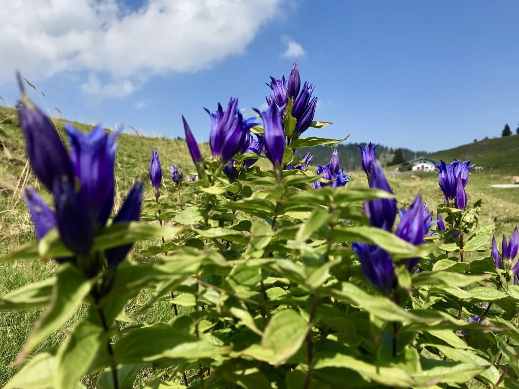 Was für eine Farbenpracht! Foto: H. Reiter