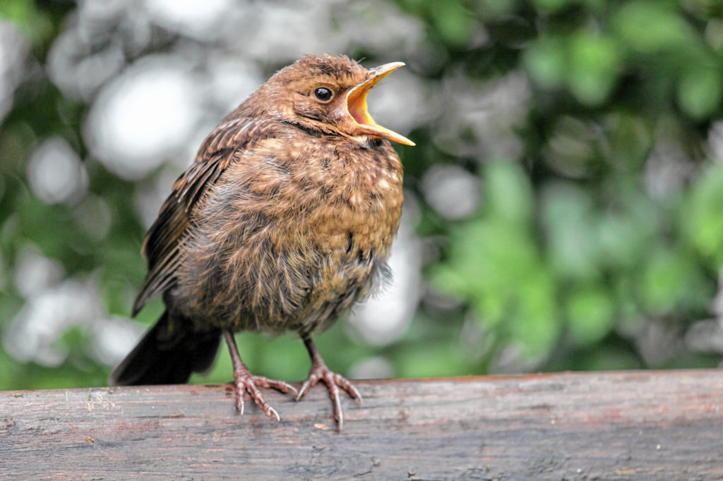 Die junge Amsel scheint nur hilflos. Foto: LBV R. Sturm