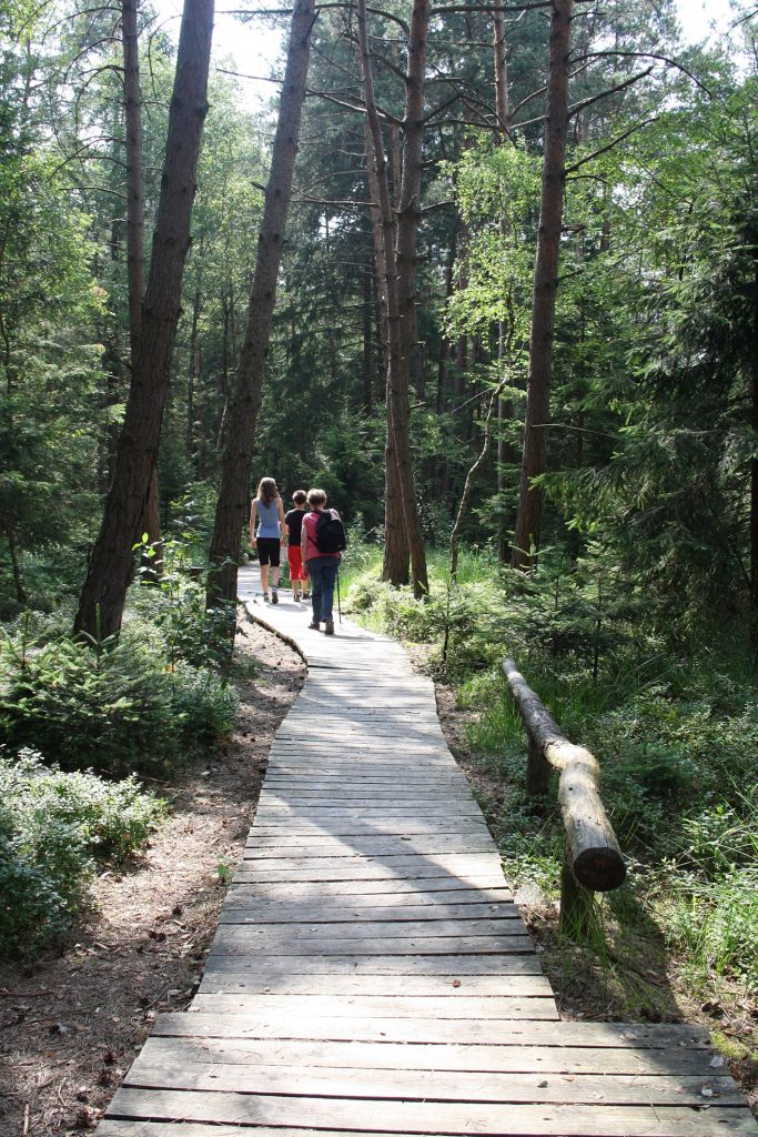 Der 650 Meter lange Bohlenweg ist mit Kinderwagen und Rollstuhl bestens befahrbar.