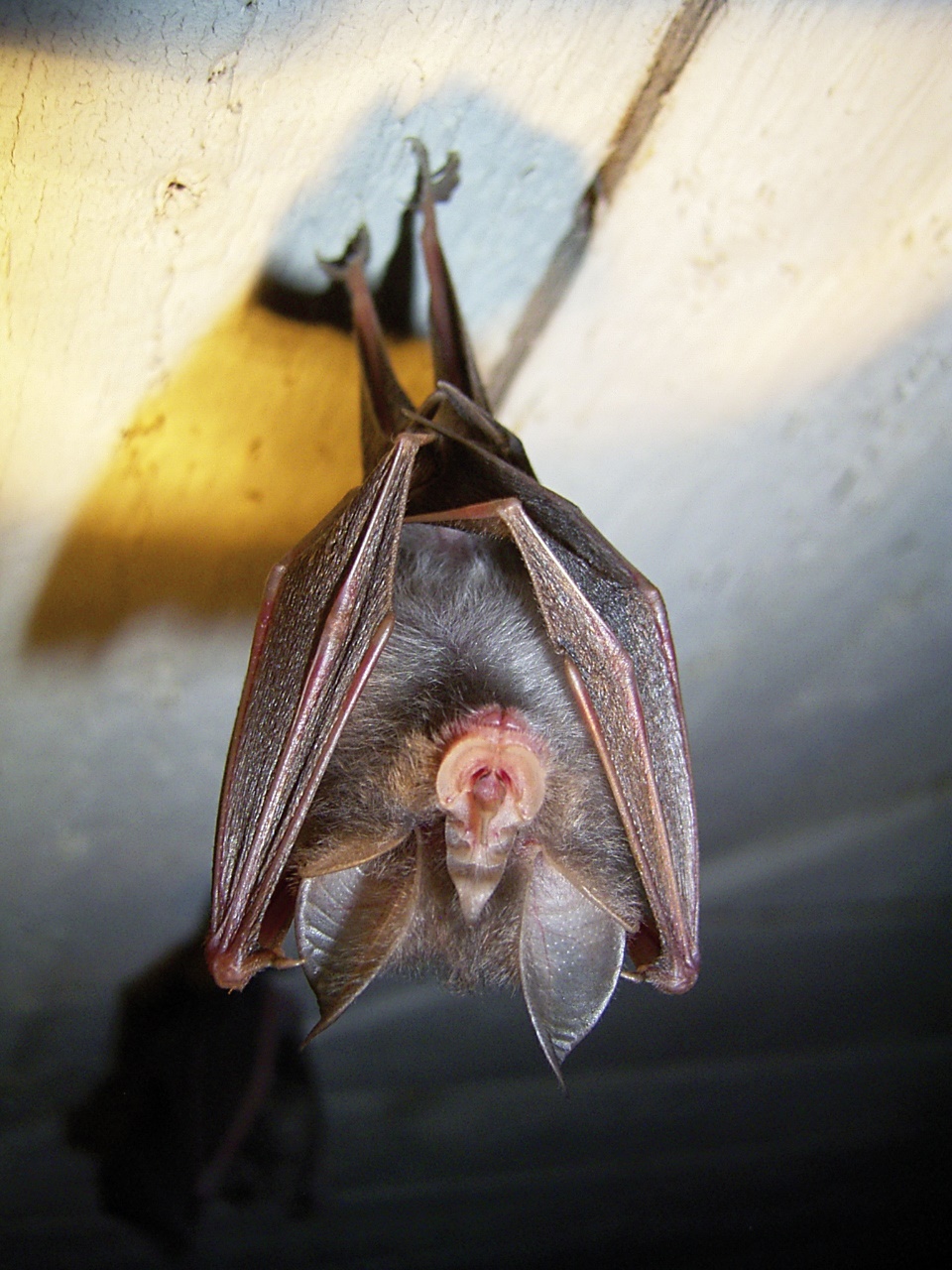 Kleine Hufeisennase und Mopsfledermaus