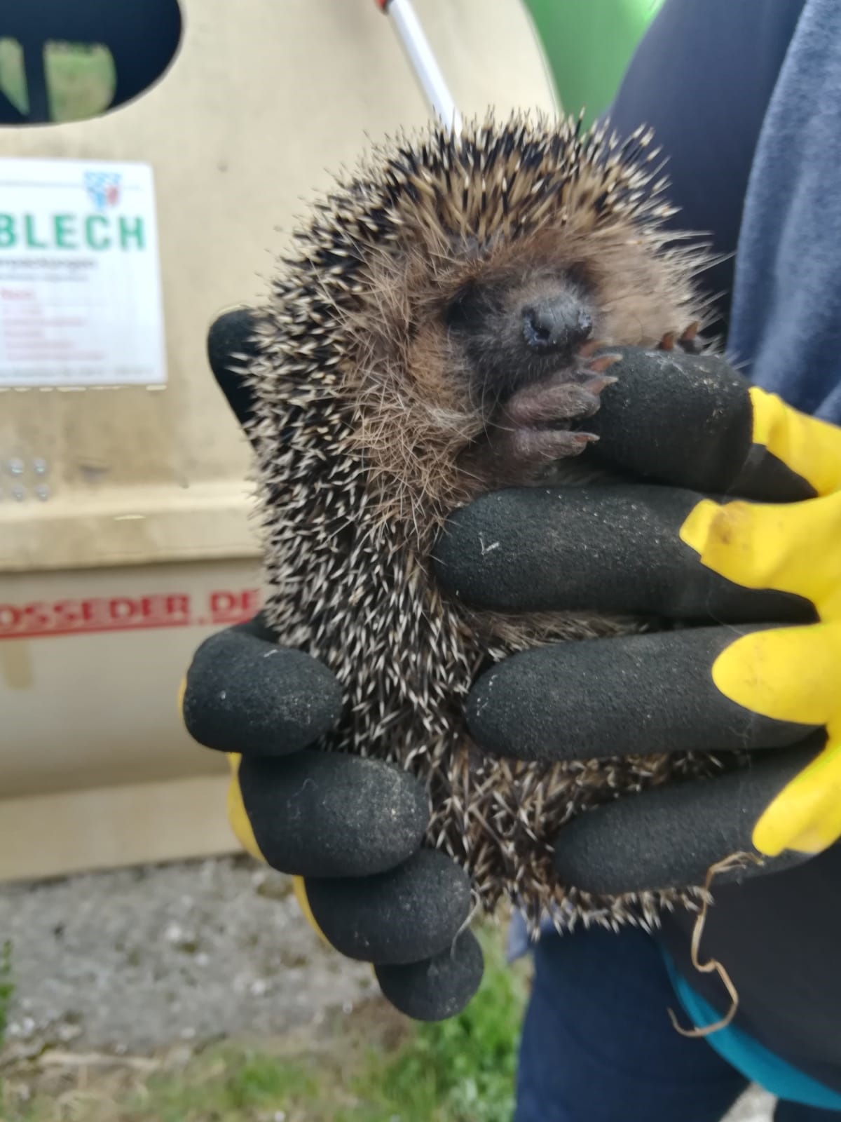 Bitte Rücksicht auf die Igel!